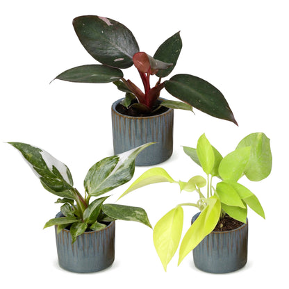 Philodendron panachés en pot de 6 cm, cache-pot bleu gris