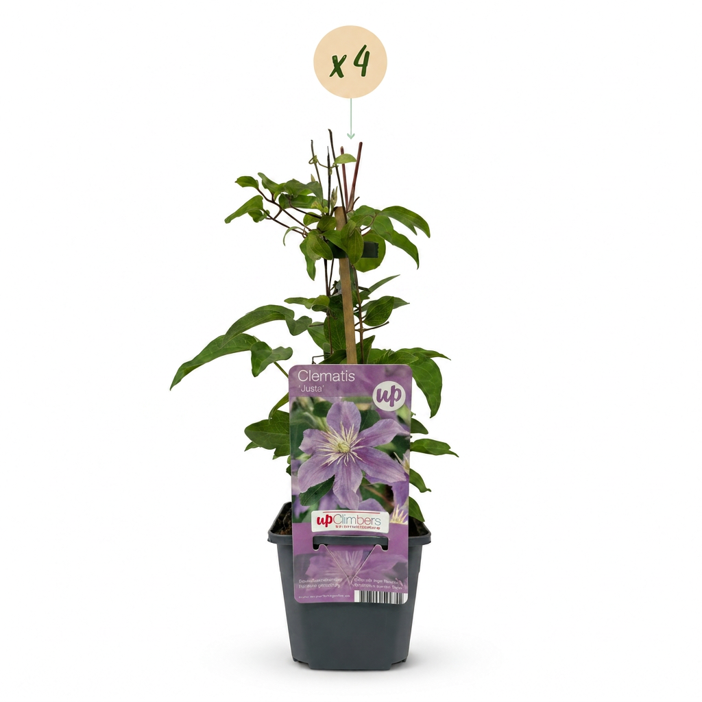 Clématite 'Justa' - lot de 4 plants, pot Ø9 cm