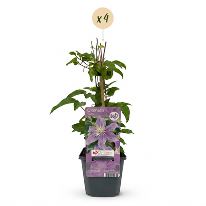 Clématite 'Justa' - lot de 4 plants, pot Ø9 cm