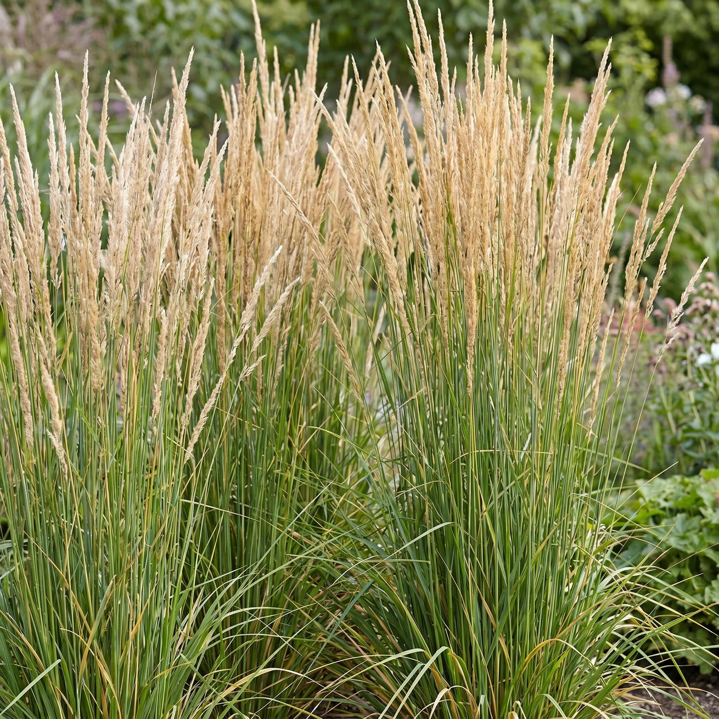 Calamagrostis Karl Foerster. Graminées ornementales avec de hautes panicules dorées, plantées dans un jardin pour un rendu naturel.