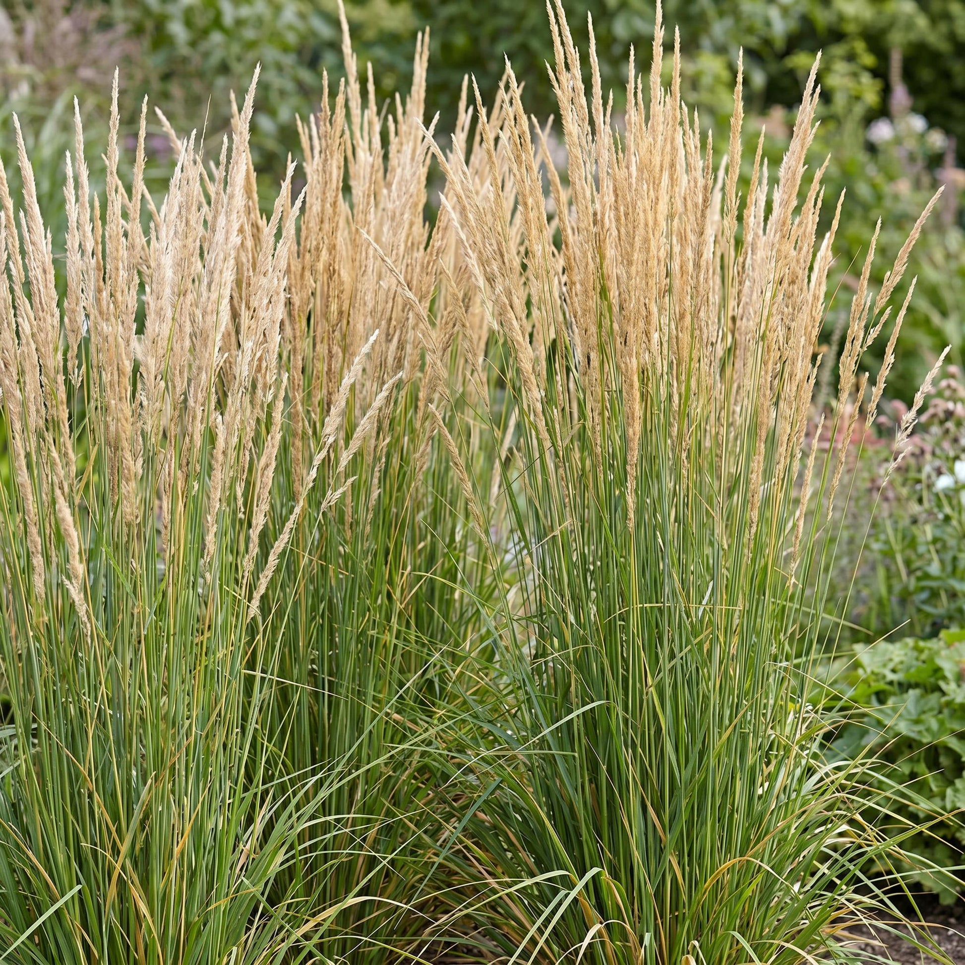 Calamagrostis Karl Foerster. Graminées ornementales avec de hautes panicules dorées, plantées dans un jardin pour un rendu naturel.