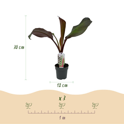 Ensete ventricosum Maurelli : Schéma d'un bananier en pot de 12cm et de 30cm de haut, avec espacement de plantation de 1m.