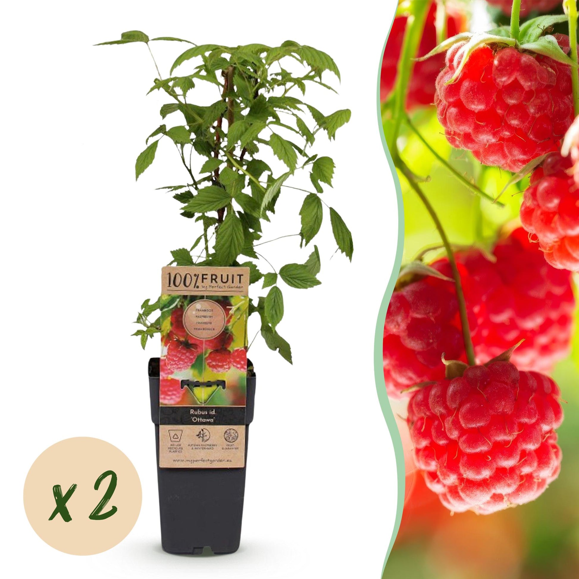 Rubus idaeus Ottawa, framboisier en pot, montrant une plante verte feuillue et une bulle 'x2' indiquant la quantité.