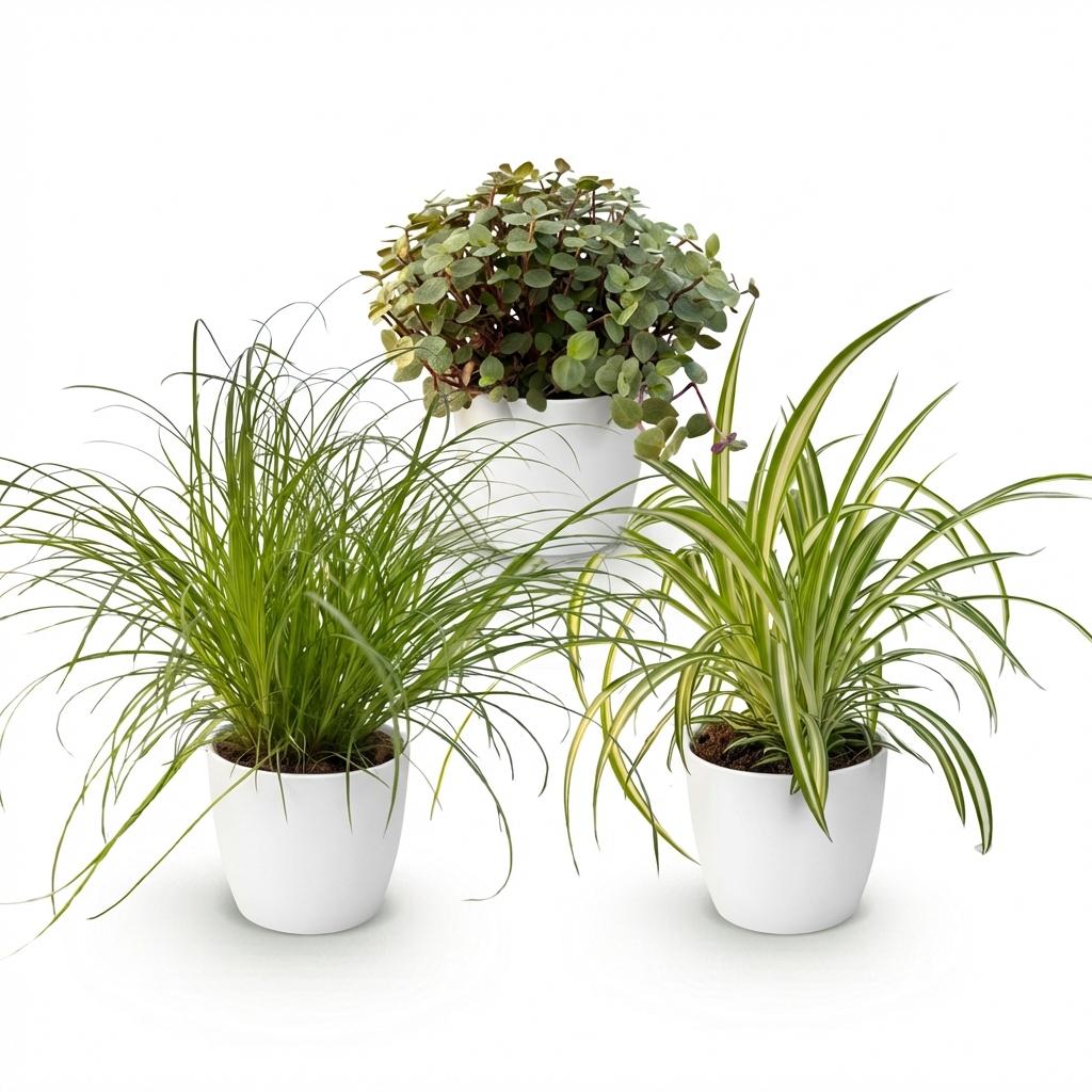 Plante d'intérieur - Cyperus - Calissia - Chlorophytum - Mix de 3 - Plantes Amies des Animaux - Vert - 3 Plantes - avec Potter Blanc - Pot 12cm - Hauteur 20cm