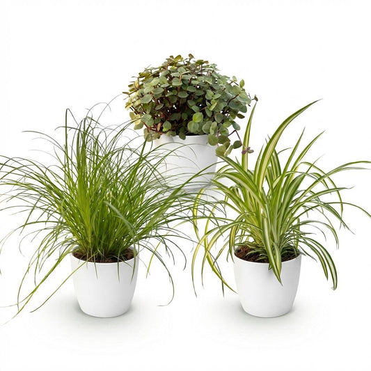 Plante d'intérieur - Cyperus - Calissia - Chlorophytum - Mix de 3 - Plantes Amies des Animaux - Vert - 3 Plantes - avec Potter Blanc - Pot 12cm - Hauteur 20cm