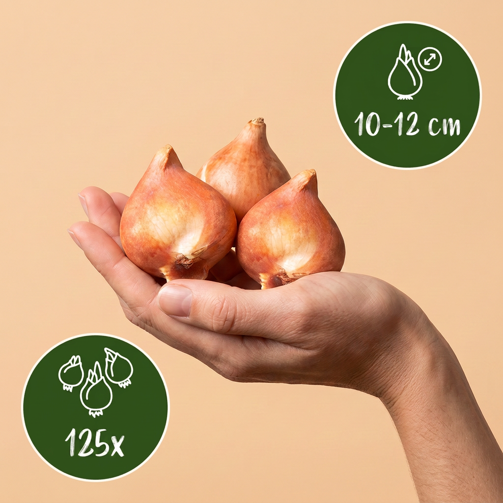 Bulbes de Mélange de bulbes pour jardin tenus dans une main, calibre 10-12 cm, lot de 125 bulbes.