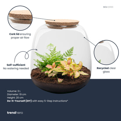Kit terrarium Fittonia et fougère : Fittonia Ruby Lime