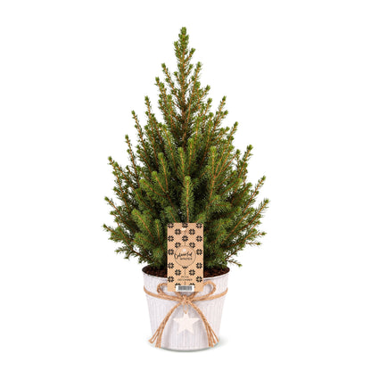 Épicéa de l'Alberta 'Conica' 1 sapin en pot de 17 cm, pot en zinc