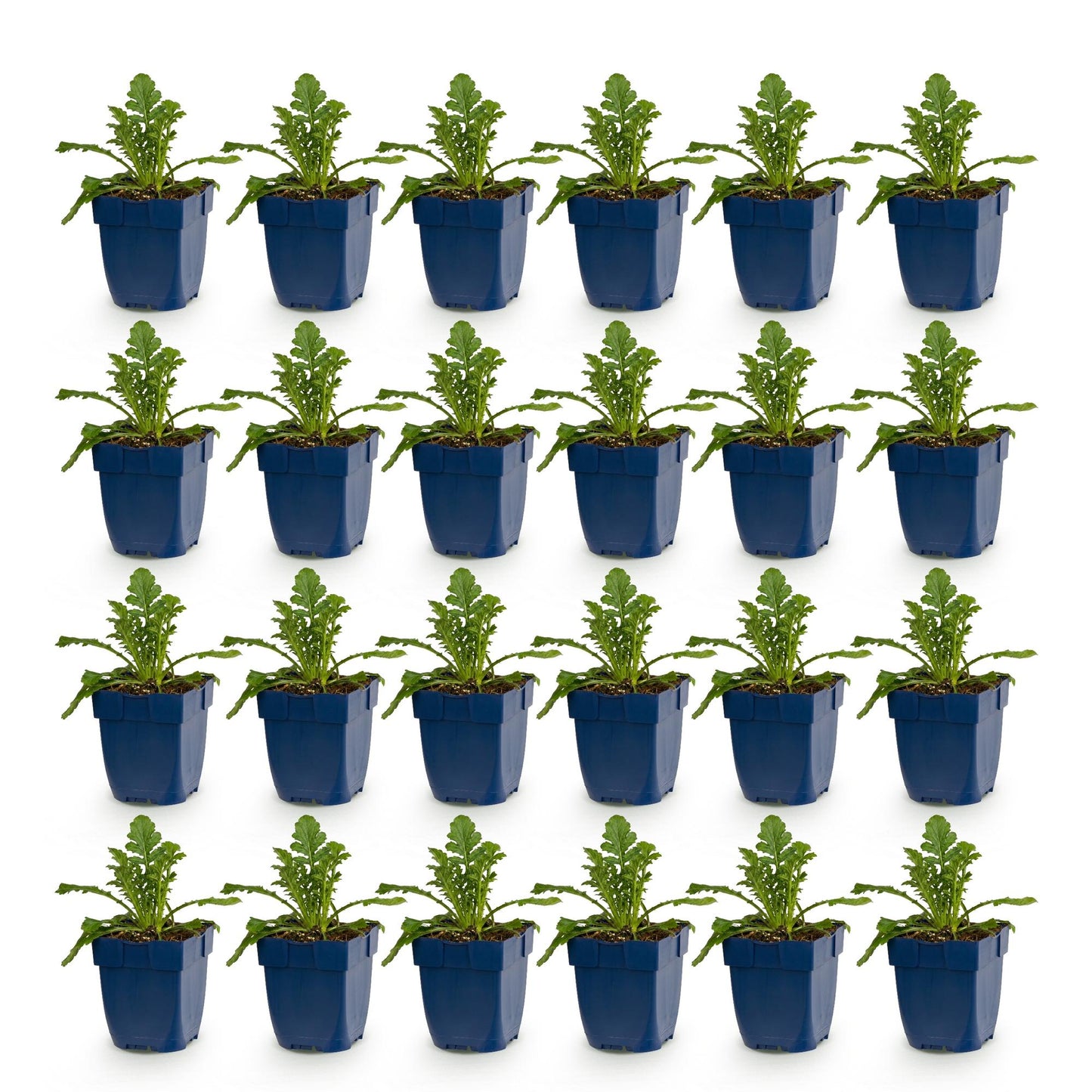 Scabiosa col. Butterfly Blue. Lot de vingt-cinq plants vivaces en pot bleu sur fond blanc, prêts à être plantés en extérieur.