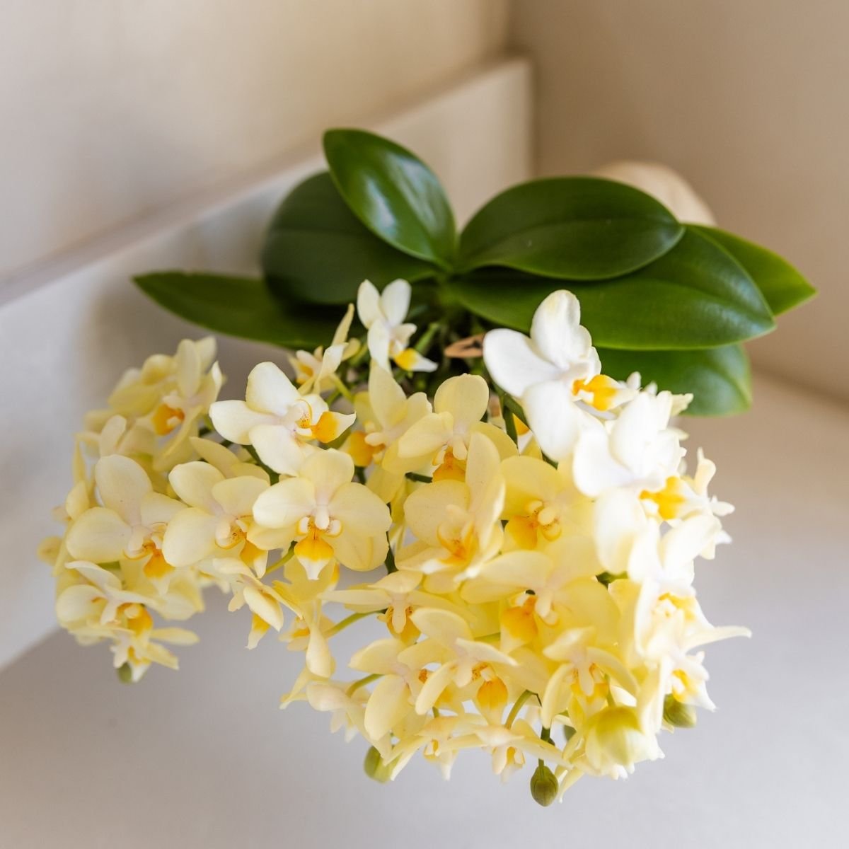 Orchidée Phalaenopsis 'Botanic' jaune à petites fleurs, pot 9 cm