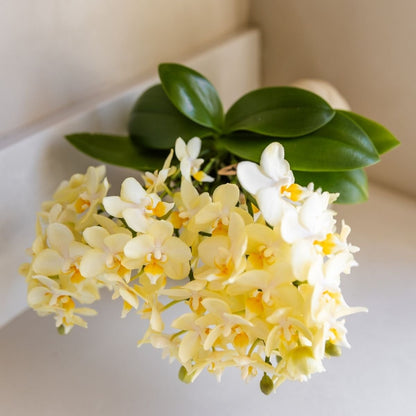 Orchidée Phalaenopsis 'Botanic' jaune à petites fleurs, pot 9 cm