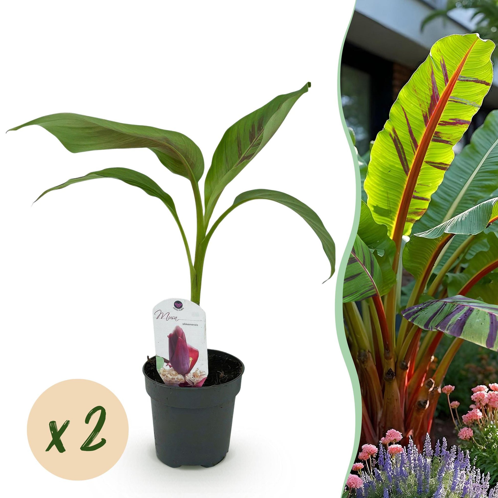 Musa sikkemensis Red Tiger : Jeune plant de bananier d'extérieur en pot avec une pastille 'x2' indiquant qu'il s'agit d'un lot de deux.