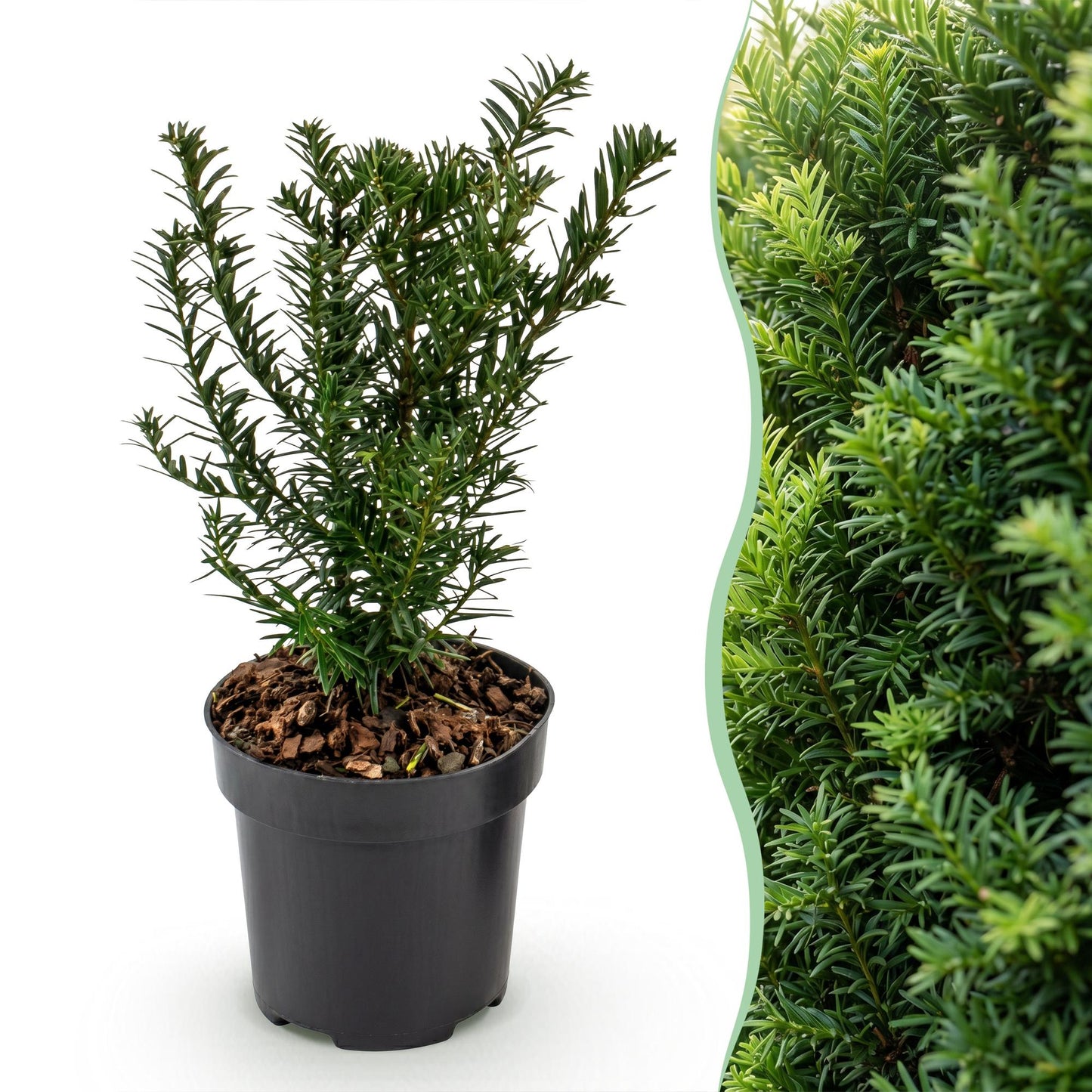 Taxus baccata en pot sur fond blanc, avec un aperçu de haie en arrière-plan. Idéal pour votre jardin.