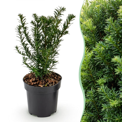 Taxus baccata en pot sur fond blanc, avec un aperçu de haie en arrière-plan. Idéal pour votre jardin.