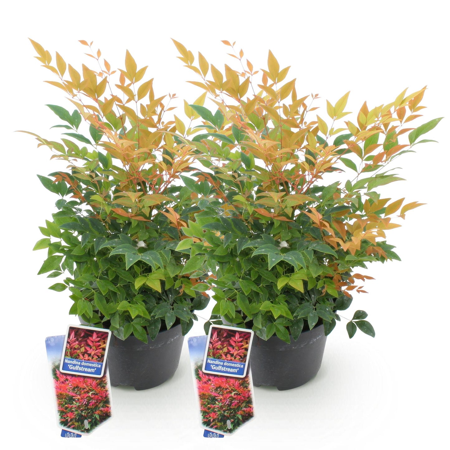 Nandina domestica 'Gulfstream'. Lot de deux plants avec des feuilles vertes et des jeunes pousses orange, en pot noir sur fond blanc.