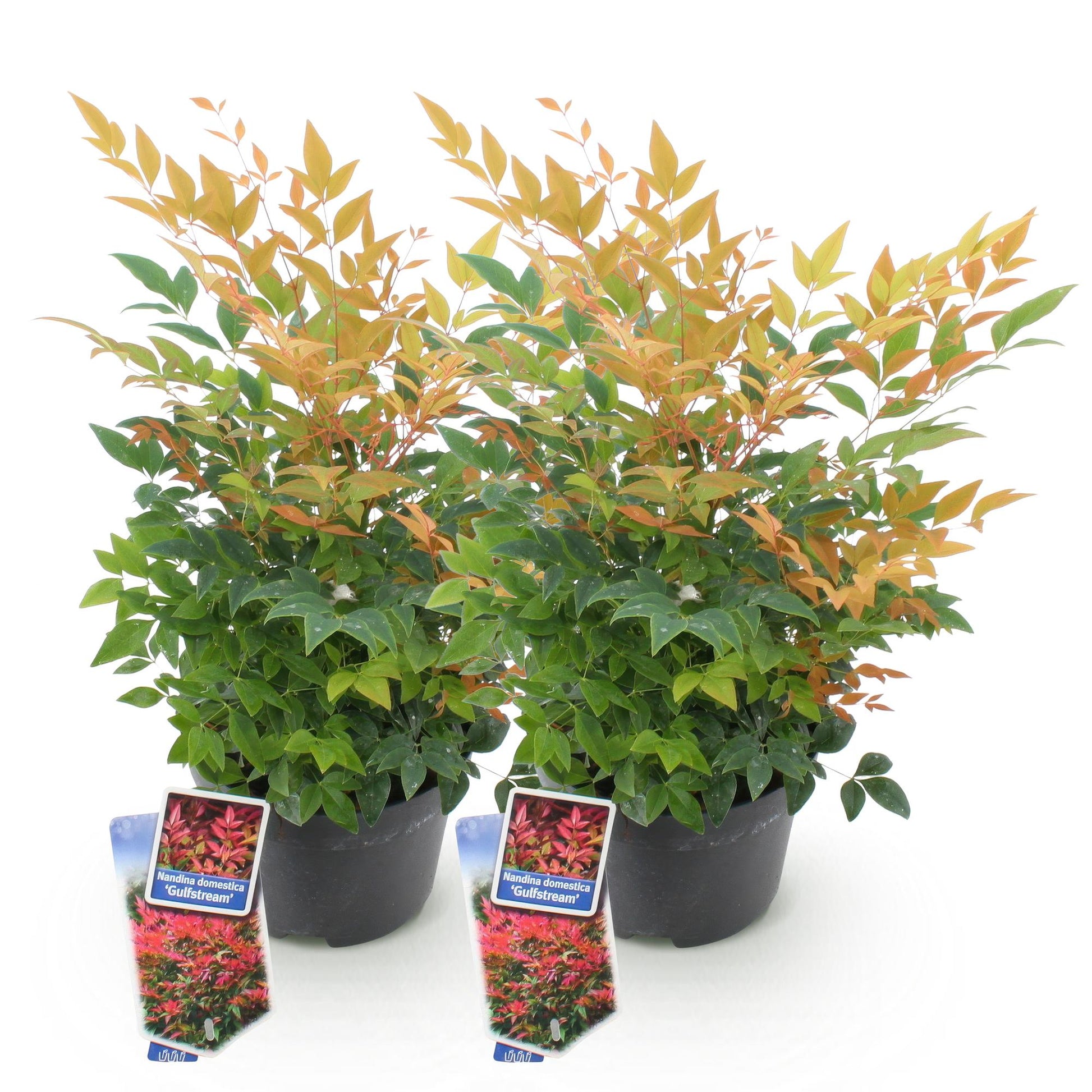 Nandina domestica 'Gulfstream'. Lot de deux plants avec des feuilles vertes et des jeunes pousses orange, en pot noir sur fond blanc.