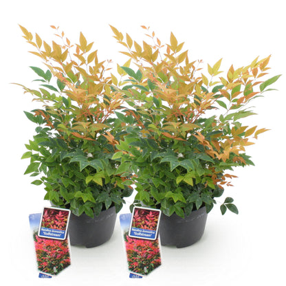 Nandina domestica 'Gulfstream'. Lot de deux plants avec des feuilles vertes et des jeunes pousses orange, en pot noir sur fond blanc.