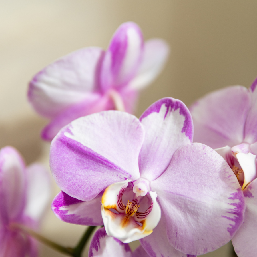 Orchidée Phalaenopsis rose en pot