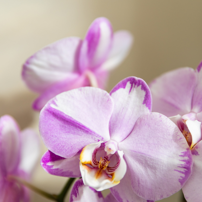 Orchidée Phalaenopsis rose en pot