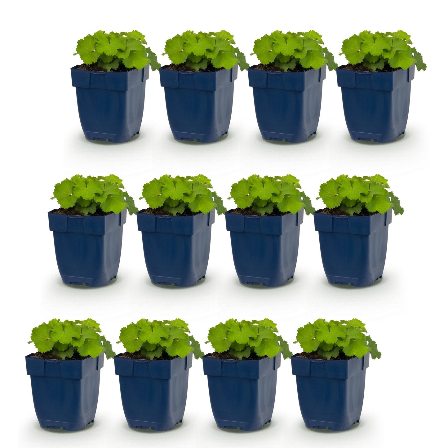 Alchemilla mollis. Lot de 12 plants d'Alchémille vivaces, couvre-sol, en pots bleus de 11cm, hauteur 15-25cm sur fond blanc.