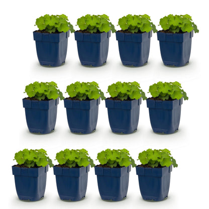 Alchemilla mollis. Lot de 12 plants d'Alchémille vivaces, couvre-sol, en pots bleus de 11cm, hauteur 15-25cm sur fond blanc.