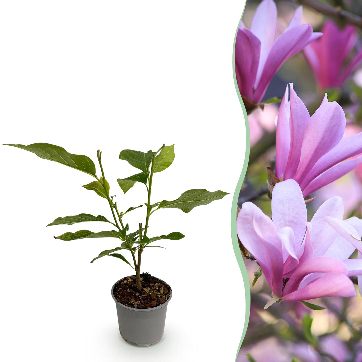Magnolia Betty en pot sur fond blanc avec une découpe originale montrant ses fleurs roses en gros plan.