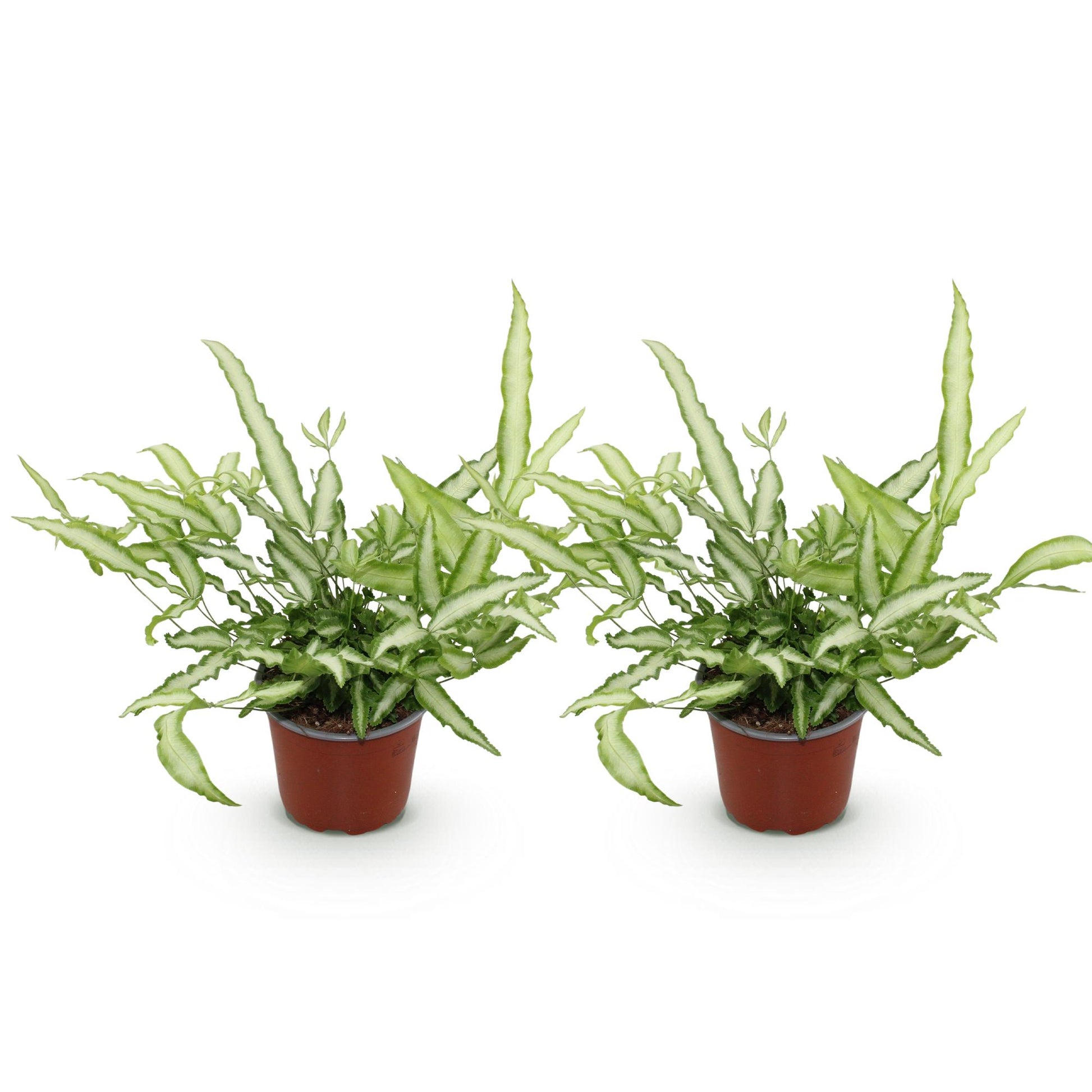 Deux fougères Pteris cretica Albolineata en pot de culture marron, avec un feuillage vert clair et une bande centrale blanche