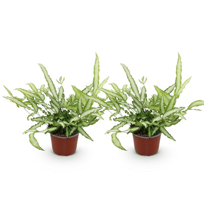 Deux fougères Pteris cretica Albolineata en pot de culture marron, avec un feuillage vert clair et une bande centrale blanche