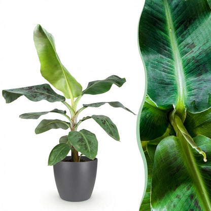 Plante de banane Musa acuminata Nain Cavendish avec un feuillage vert clair et foncé panaché dans un cache-pot gris