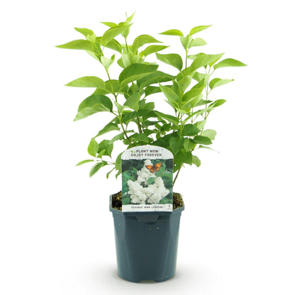 Lilas Syringa vulgaris 'Mme Lemoine' en pot sur fond blanc, prêt à planter.