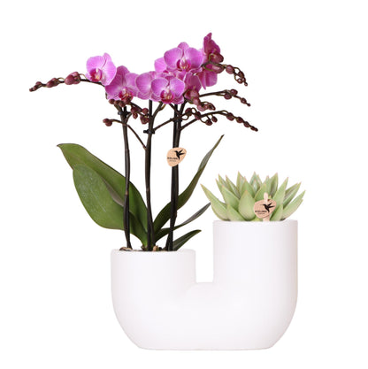 Orchidée Phalaenopsis rose en pot