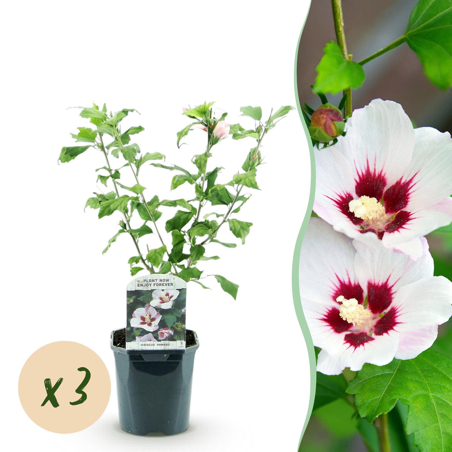Hibiscus syriacus Hamabo : Jeune plant en pot sur fond blanc avec pastille 'x3', et à droite un gros plan des fleurs blanches à cœur rouge.