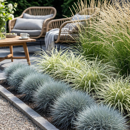 Graminées bleu-vert, jaune et vert dans un aménagement paysager de jardin avec des fauteuils en rotin en arrière-plan.