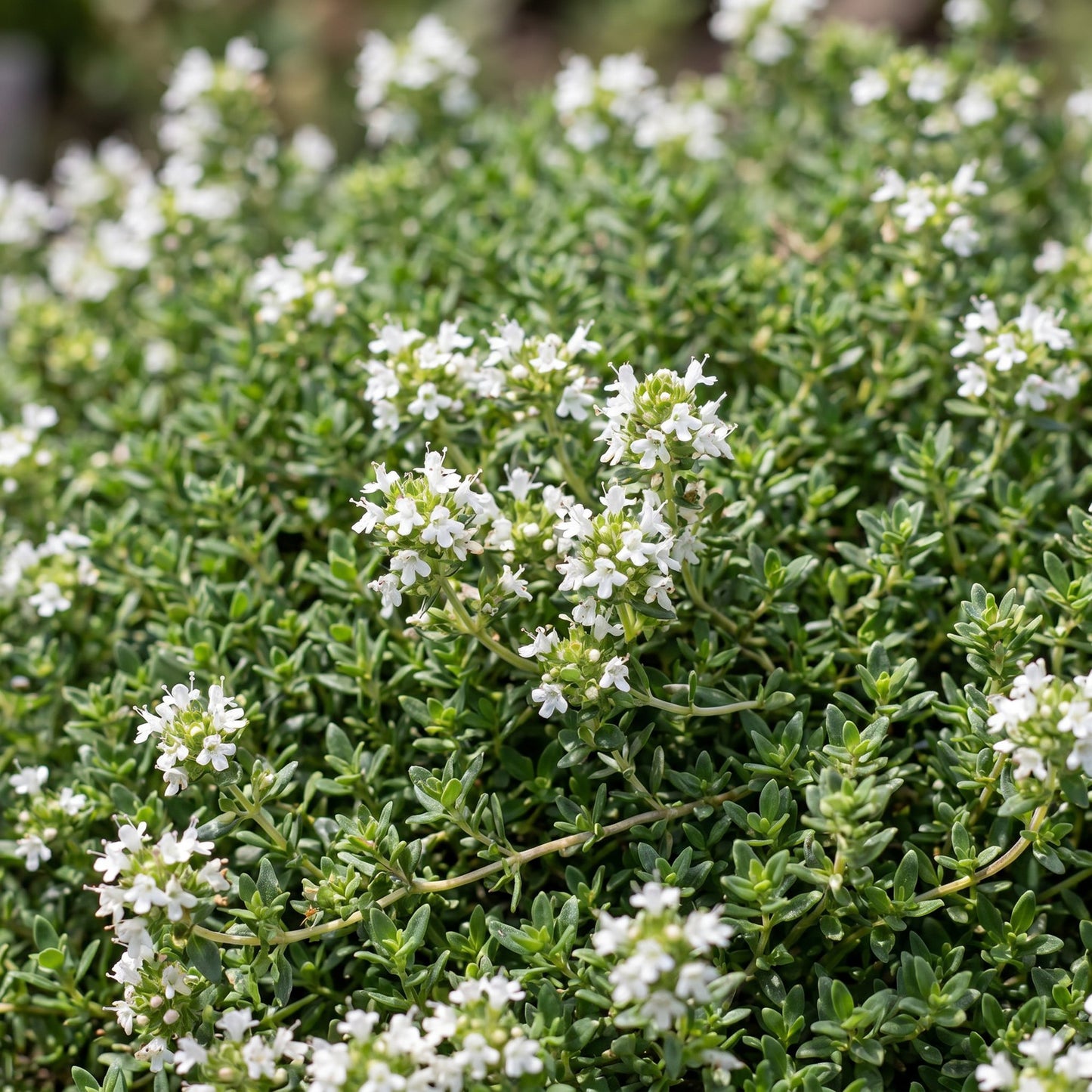 Thymus praecox Albiflorus. Gros plan sur le thym blanc rampant en fleurs, montrant ses petites feuilles vertes et ses délicates fleurs blanc