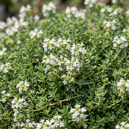 Thymus praecox Albiflorus. Gros plan sur le thym blanc rampant en fleurs, montrant ses petites feuilles vertes et ses délicates fleurs blanc