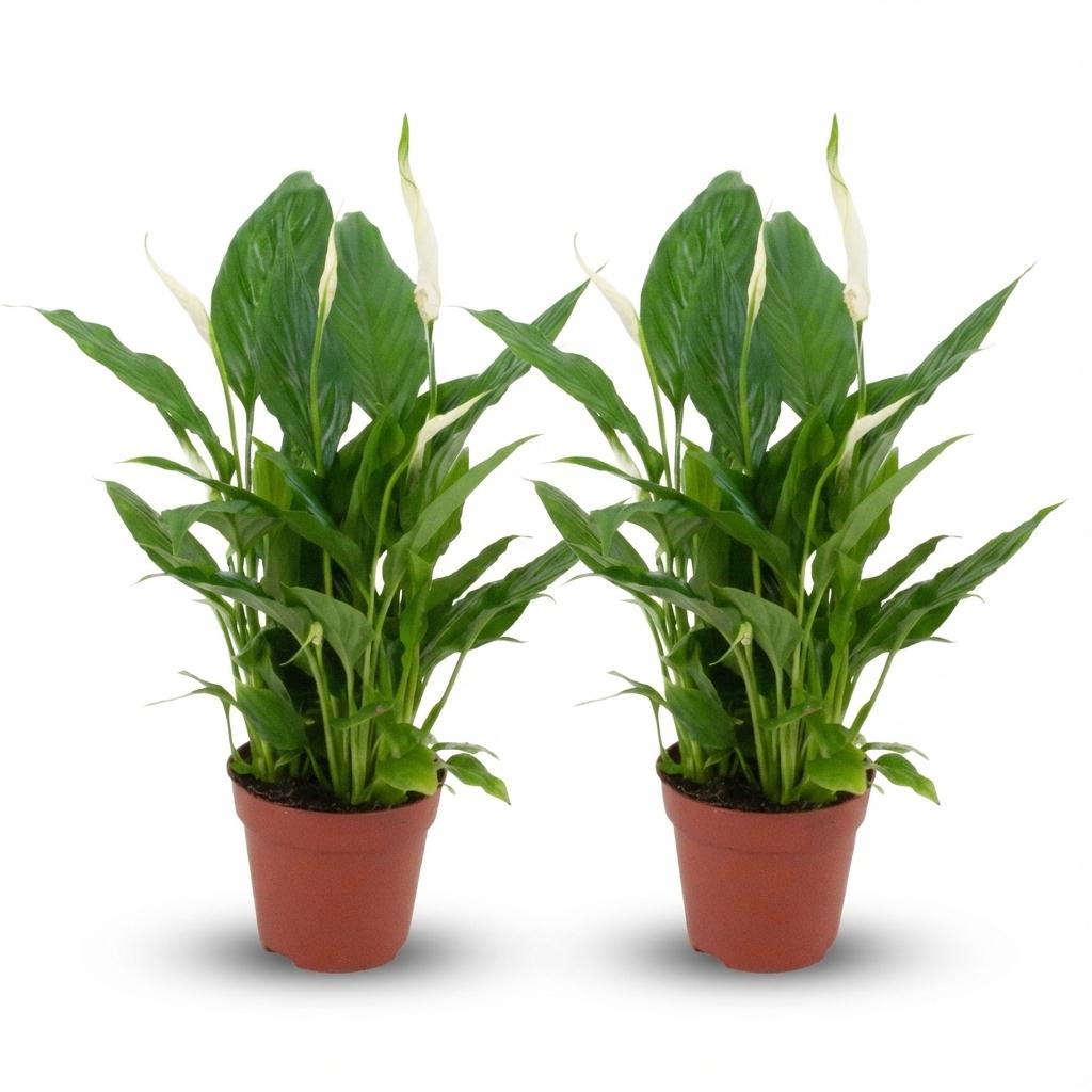 Lot de Spathiphyllum fleur de lune à spathes blanches en pot de 12 cm