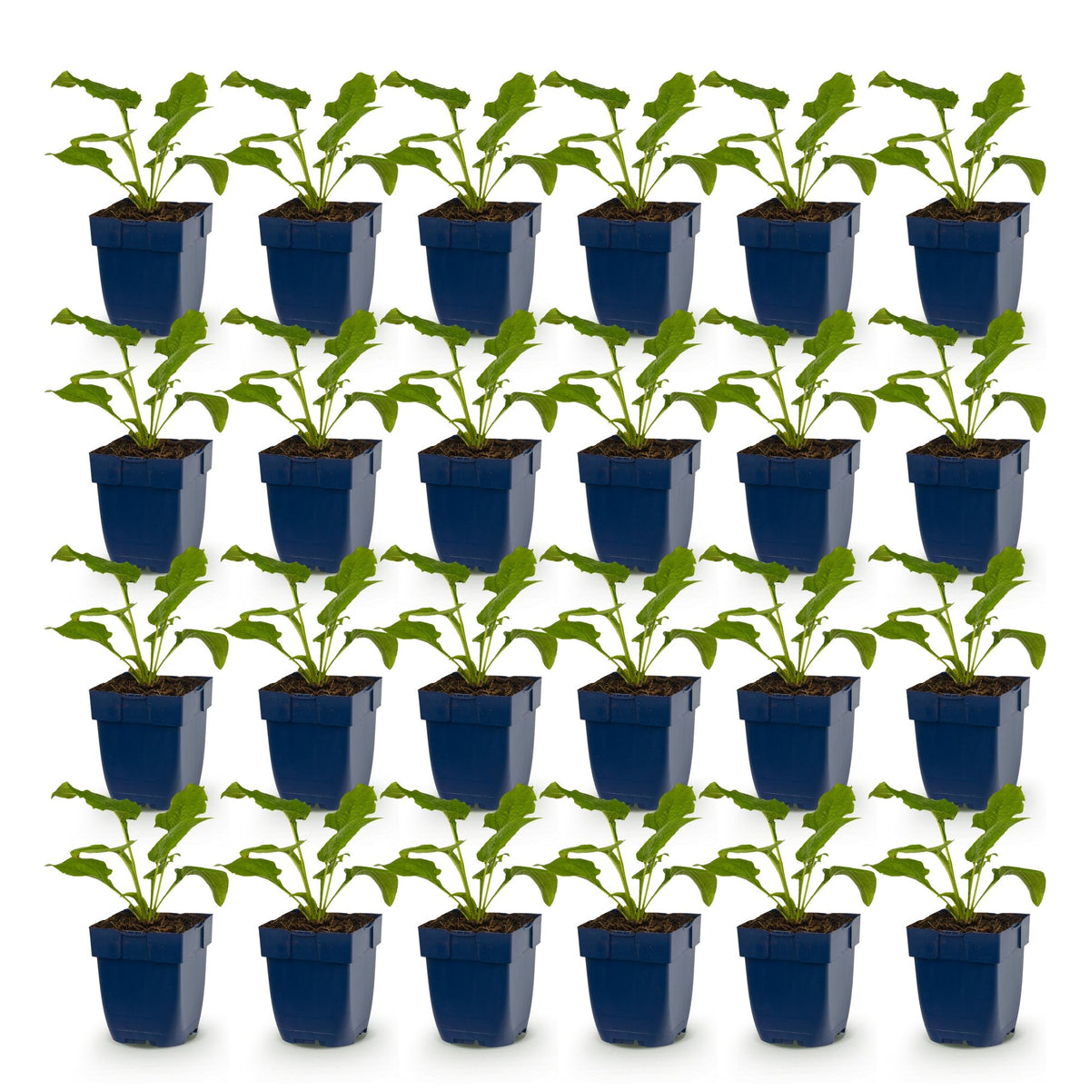 Échinacées en mélange - lot de 24 plants en pot de 11 cm