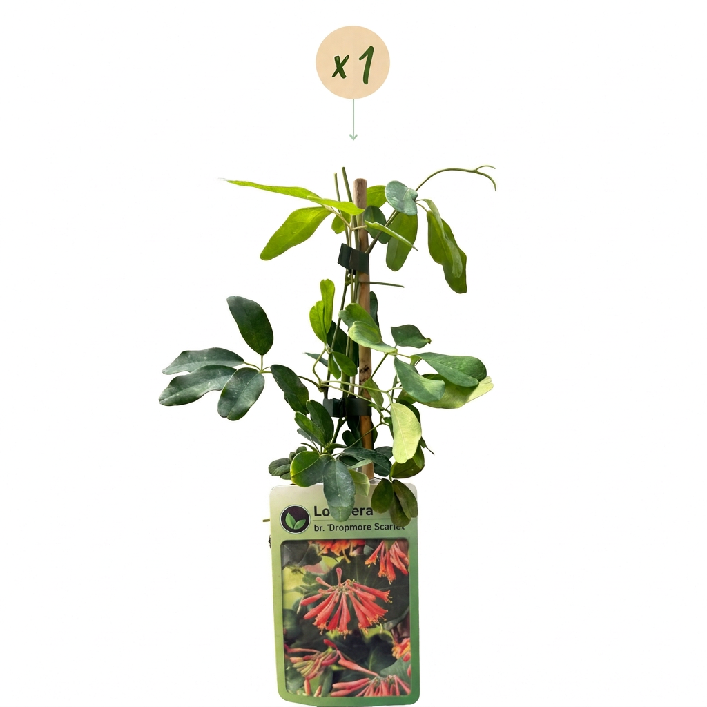 Chèvrefeuille écarlate 'Dropmore Scarlet' (Lonicera x brownii) - grimpante persistante