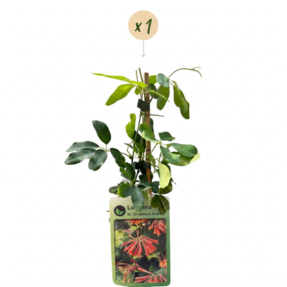 Chèvrefeuille écarlate 'Dropmore Scarlet' (Lonicera x brownii) - grimpante persistante