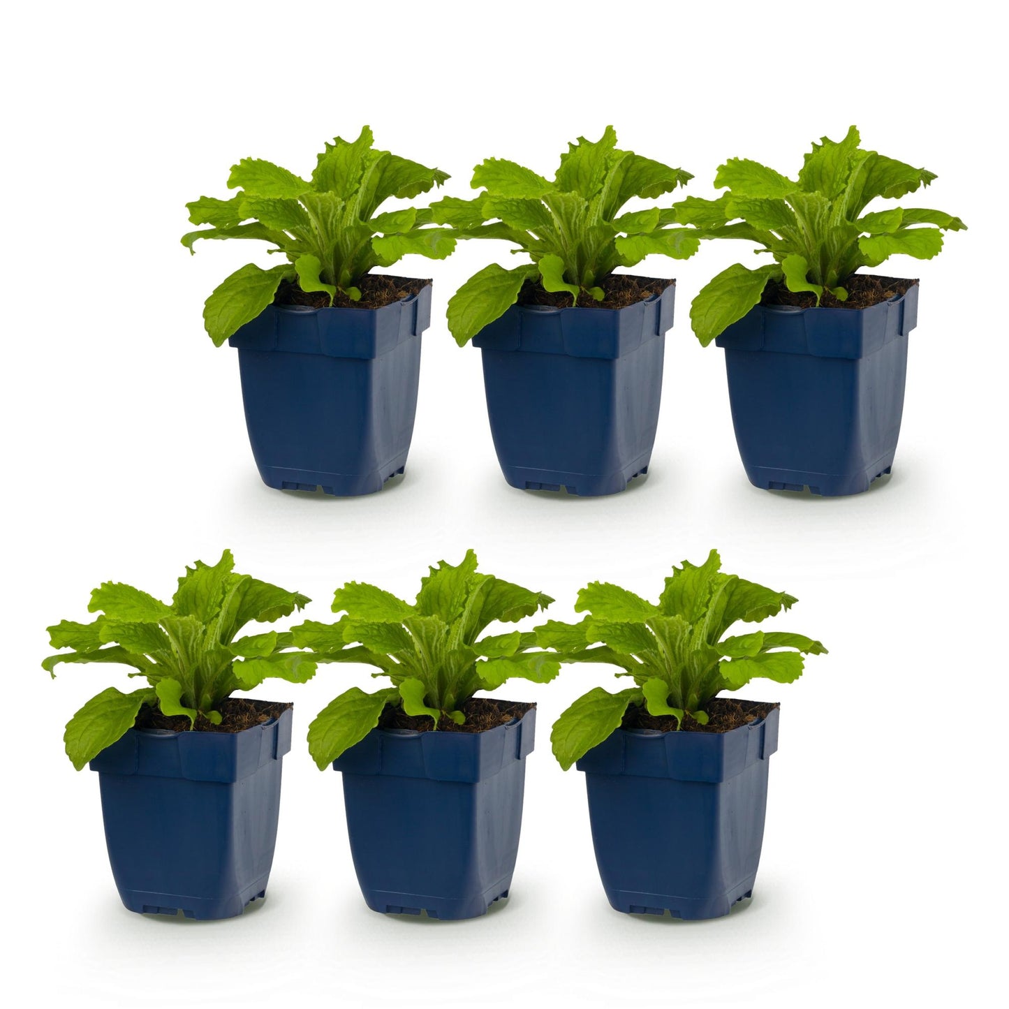 Digitale 'Dalmatian Purple' en lot de 6 jeunes plants en pot de 11cm, prêts à être plantés pour fleurir les zones d'ombre.