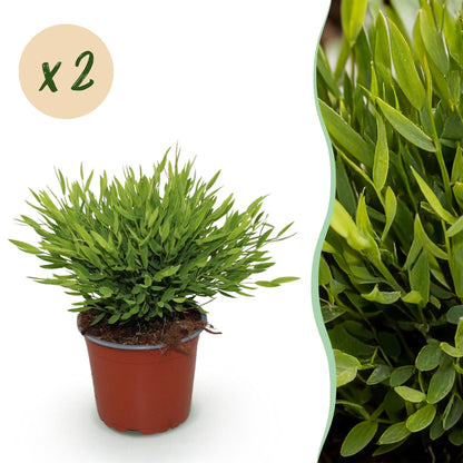 Un pot de Bambusa Pogonatherum Monica, l'herbe de bambou, montre un feuillage dense et luxuriant vert clair