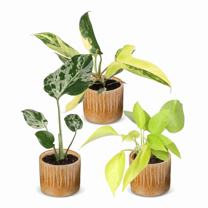 Bébés plantes rares en pot de 6 cm, 3 plantes, cache-pot miel