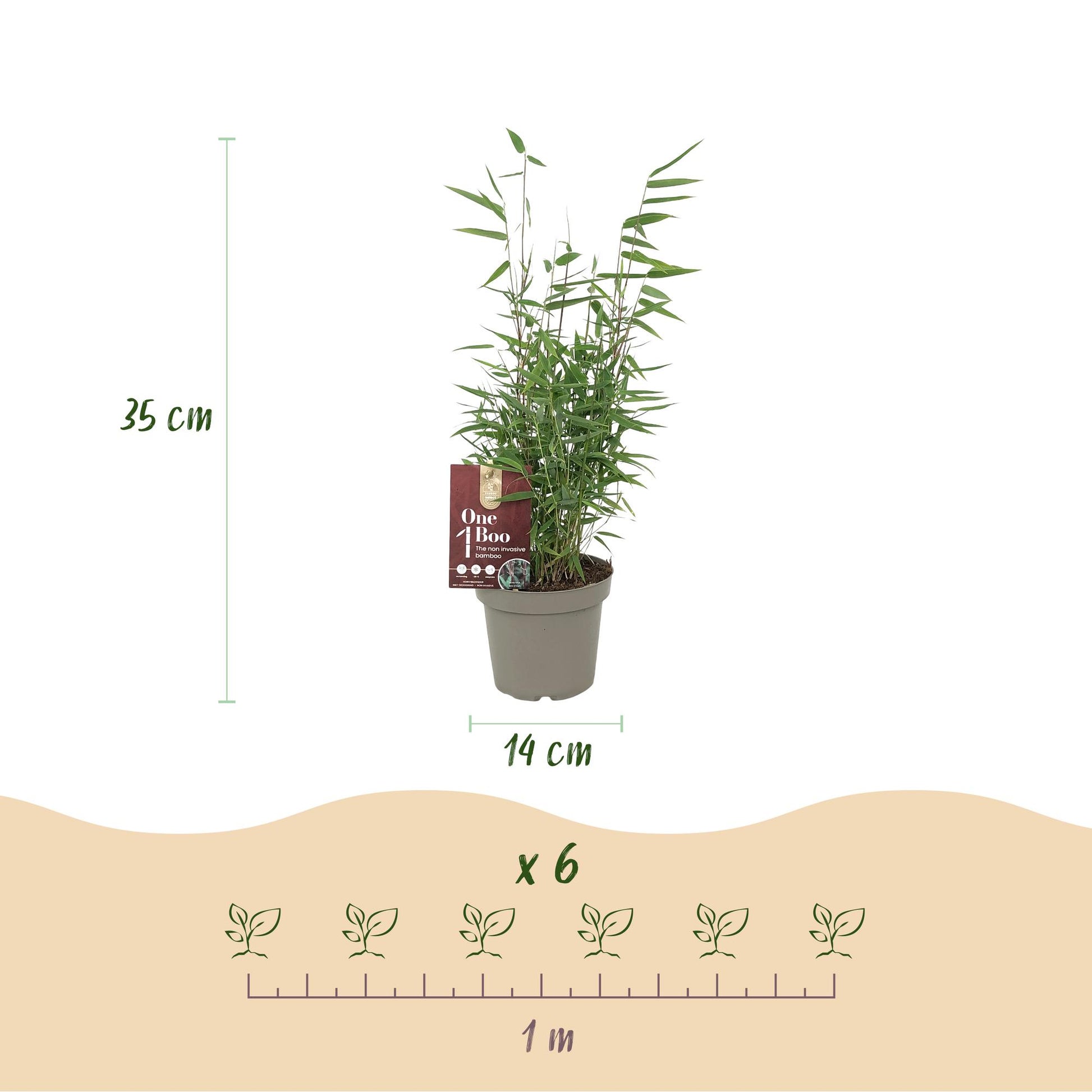 Bambou Fargesia Red Dragon : Infographie montrant un plant en pot de 14 cm de diamètre et 35 cm de haut, avec un guide de plantation 'x 6' p