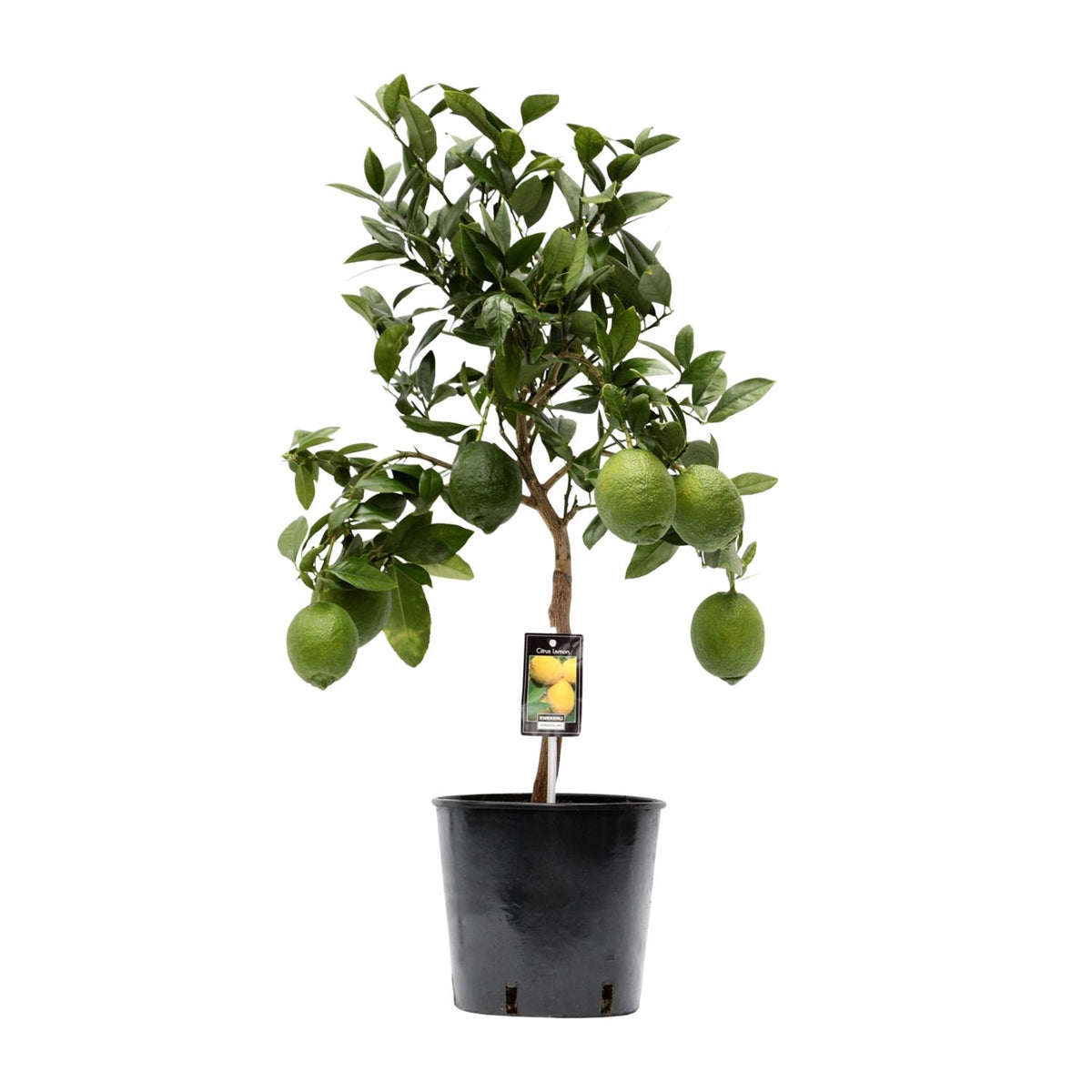 Citronnier en pot de 22 cm, hauteur 80 cm, photographié sur fond blanc