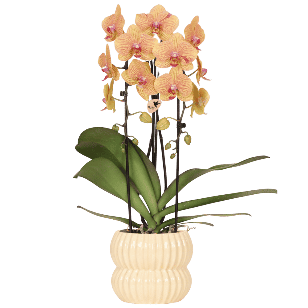 Orchidée Phalaenopsis 'Sunny Bunny' orange avec cache-pot nervuré arrondi jaune