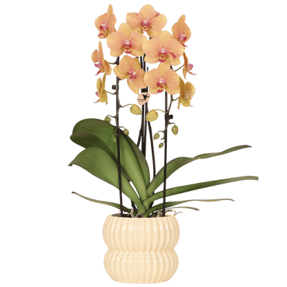 Orchidée Phalaenopsis 'Sunny Bunny' orange avec cache-pot nervuré arrondi jaune