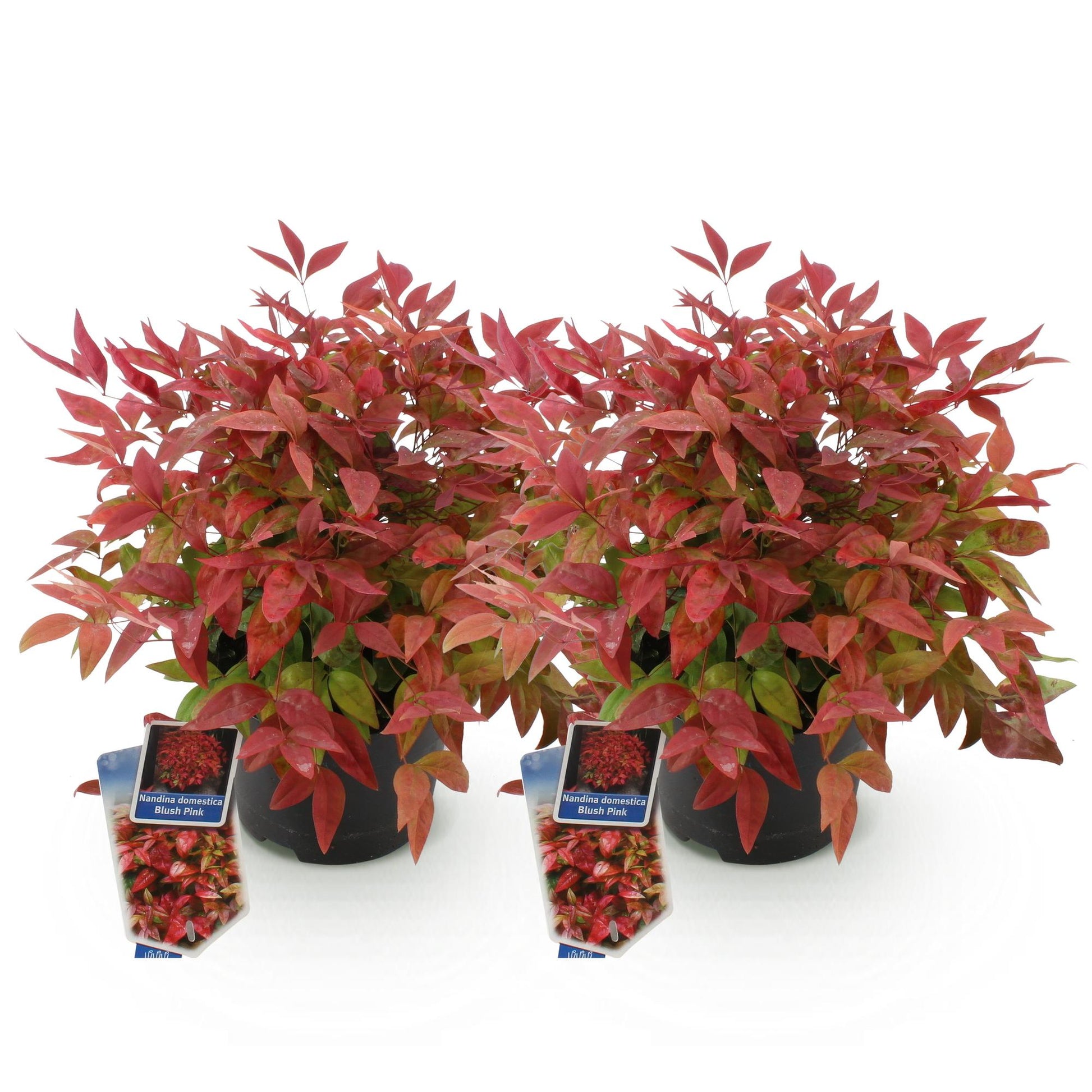 Nandina Blush Pink rose foncé, deux plants en pots noirs, sur fond blanc. Ils sont robustes et leurs feuilles persistantes arborent un rouge
