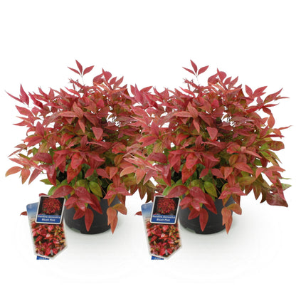 Nandina Blush Pink rose foncé, deux plants en pots noirs, sur fond blanc. Ils sont robustes et leurs feuilles persistantes arborent un rouge