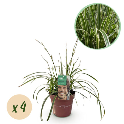 Carex morrowii Ice Dance en pot, avec une bulle 'x4' pour indiquer le lot et un gros plan du feuillage rayé blanc et vert.