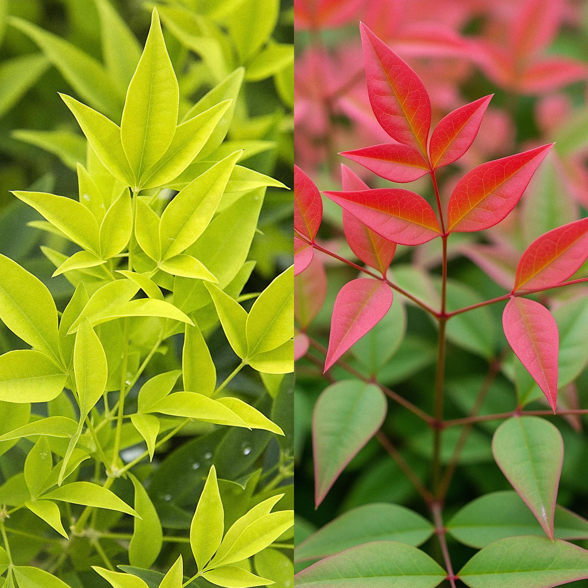 Nandina Duo jaune et rouge. Gros plan sur les feuilles jaune vif d'une variété et les feuilles rouges et vertes d'une autre variété.
